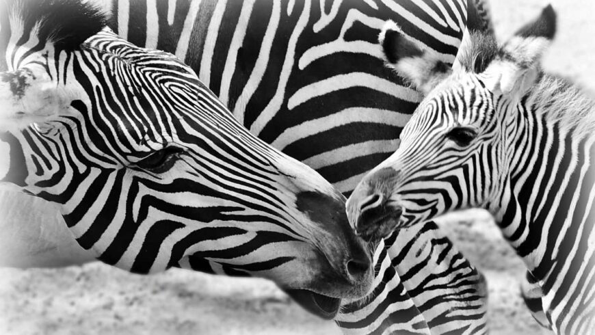 Zebra fleek