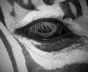 Zebra eyebrow