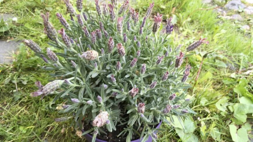 Daily Lavender Oil Solutions
