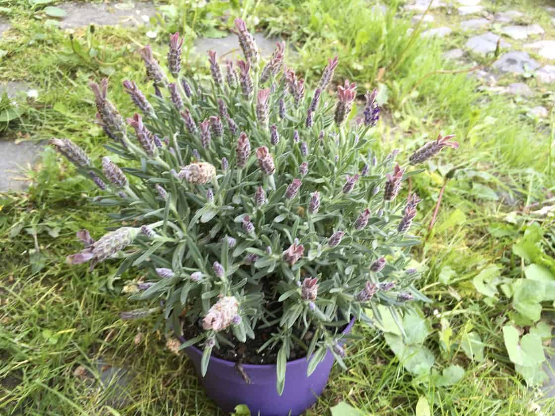 The fragrance of lavender