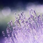 Daily lavender oil solutions