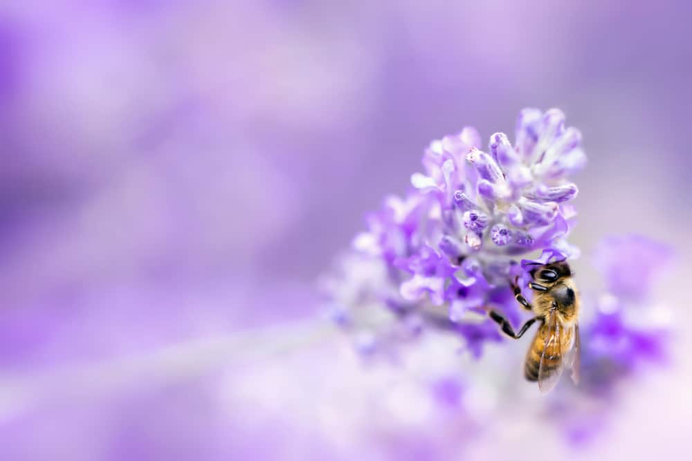 Have a bee friendly garden