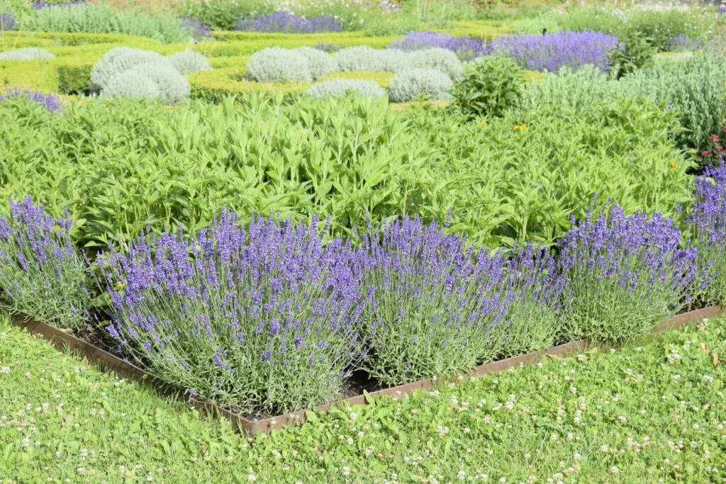 How to plant lavender. Gardening is not just an art, it is daily practice and following advice from the best.Some tips and guidelines by a famous horticulturist 