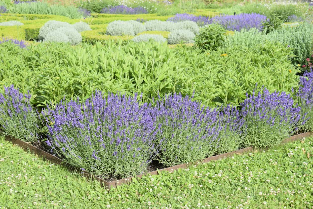 How to plant lavender