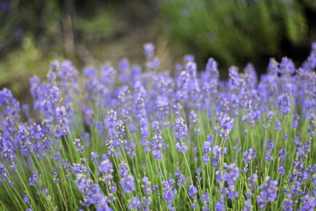 Daily Benefits And Solutions do Improve The Quality Of Your Life. My article explains the amazing benefits and the importance of using lavender oil each day.
