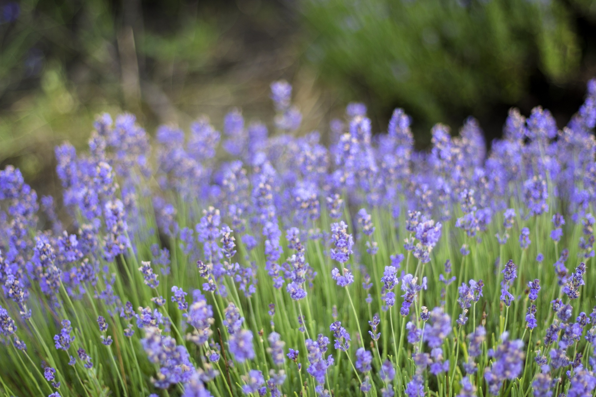 Lavender flower field