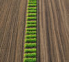 Cover Cropping and Crop Rotation: The Importance of Sustainable Soil Management